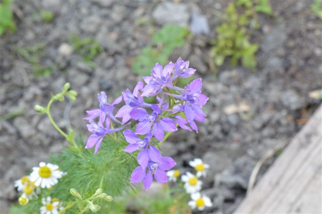fiore tra la 